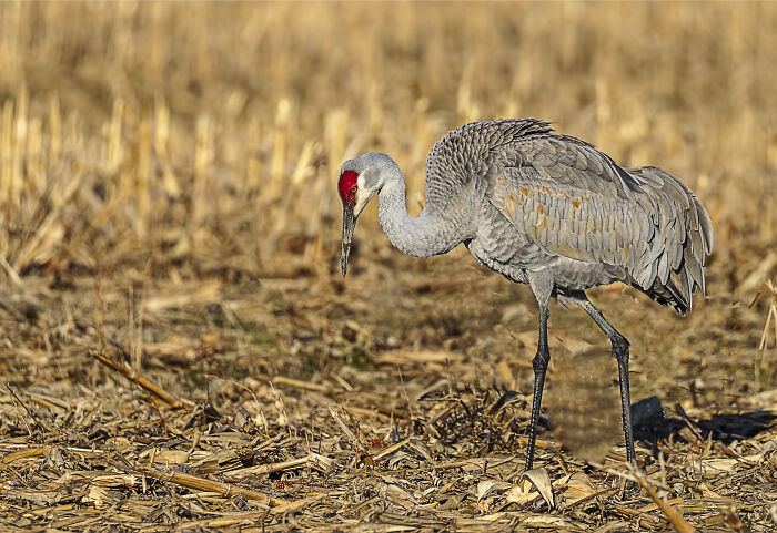 Sandhill Crane