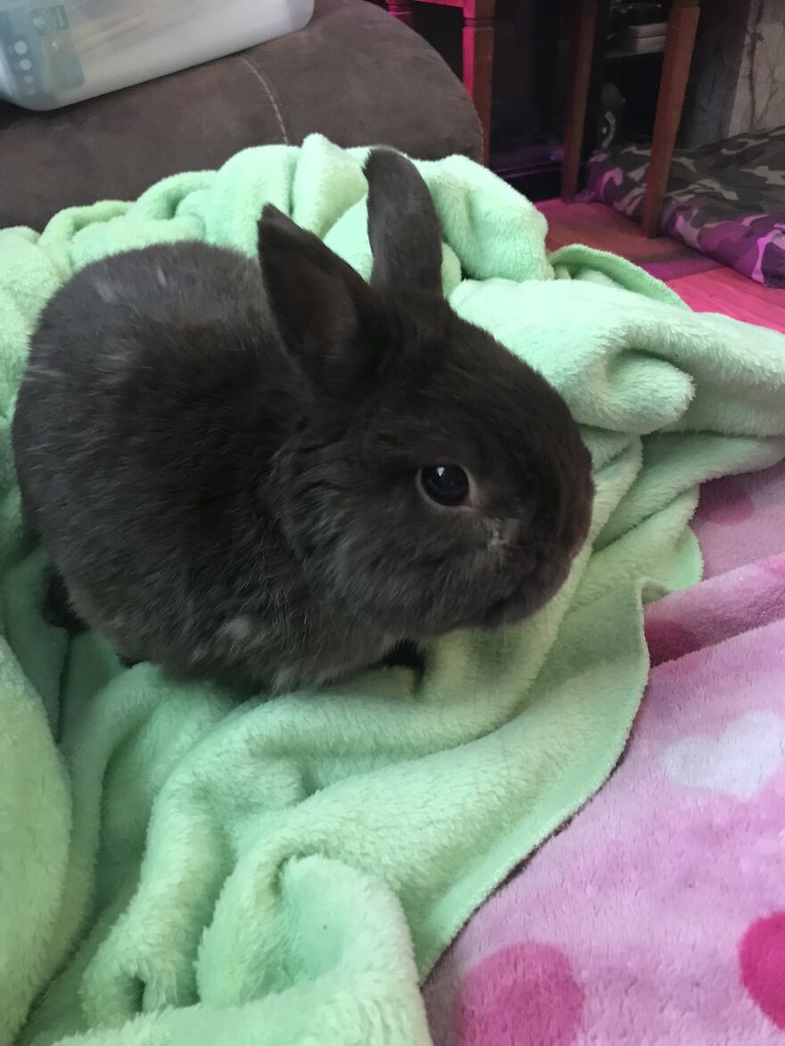 Thought You Guys Might Like Some Cute Animals :) Thought You Guys Might Like Some Cute Animals :)