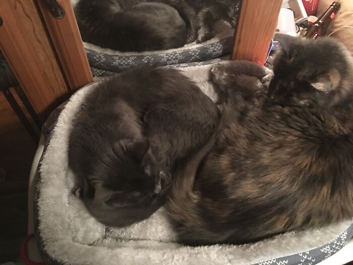 Kraken My 10 Yr Old Solid Grey Prison Cat And Bella My 2 Yr Old 1 Eyed Rescue. They Fight And Love Each Other.