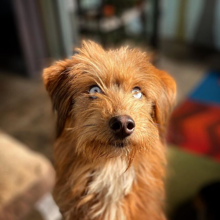 Dogs-Pretty-Eyes-Challenge-Facebook