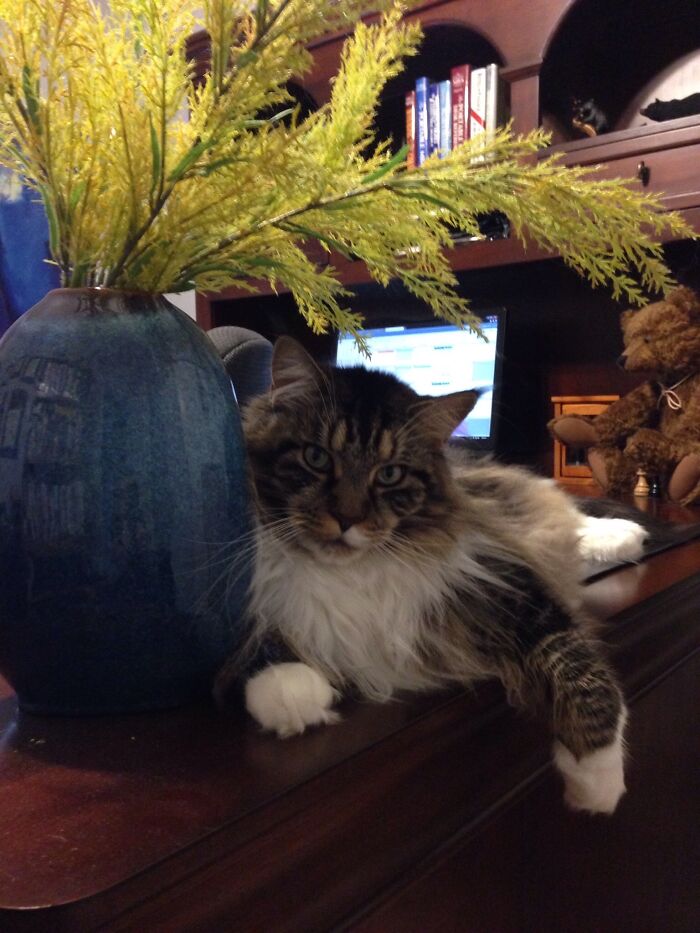 Perry At 1 Year Old Posing On My Desk, And 10 Years Later He Owns My Office