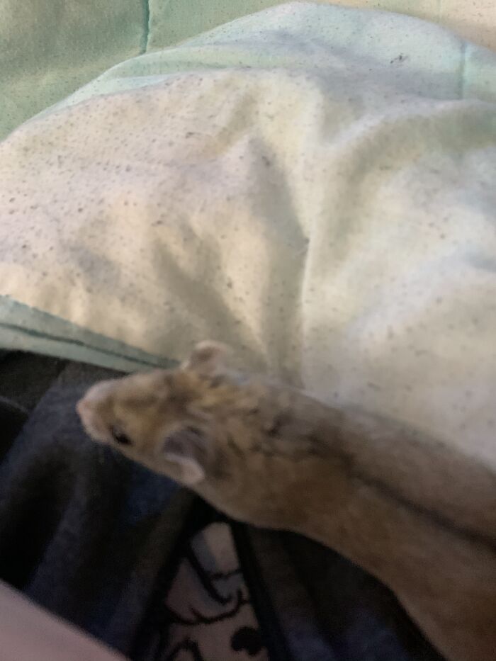 Grif The Chinese Dwarf Hamster