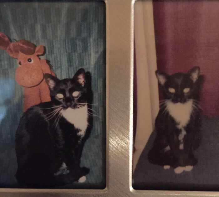 Missy Scared And Hungry, Then All Filled Out And Sleek.