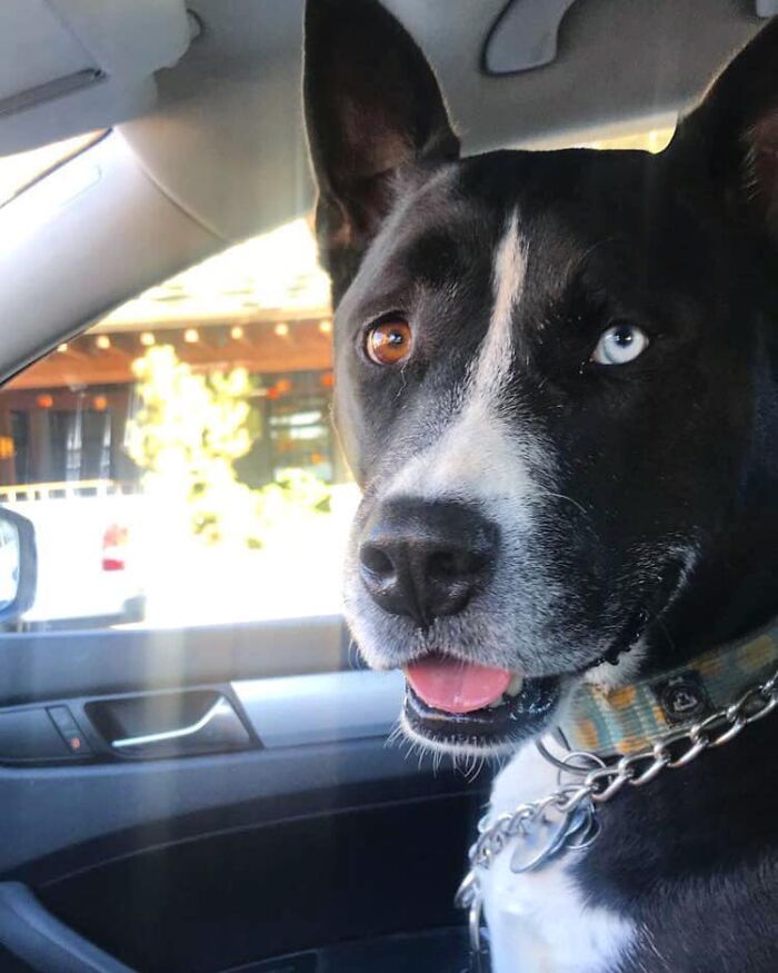 Dogs-Pretty-Eyes-Challenge-Facebook