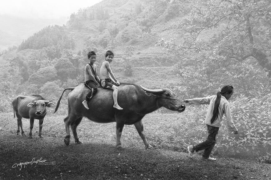 My 29 Pictures That Show The Relationship Between Buffalos And Vietnamese Farmers