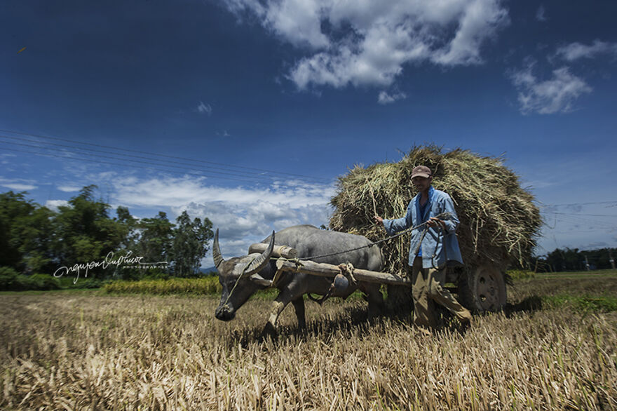My 29 Pictures That Show The Relationship Between Buffalos And Vietnamese Farmers