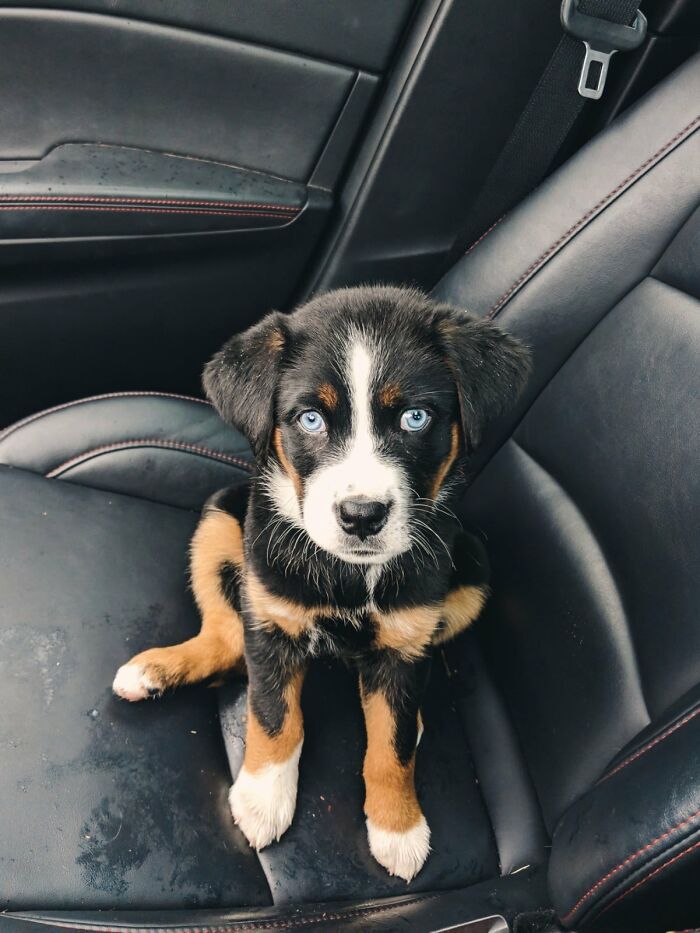 Dogs-Pretty-Eyes-Challenge-Facebook