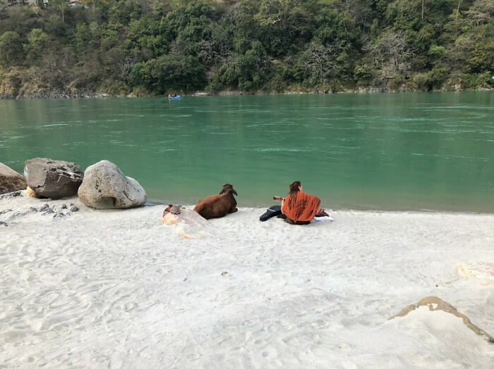 Peaceful Cow And Musican At Ganga River, India