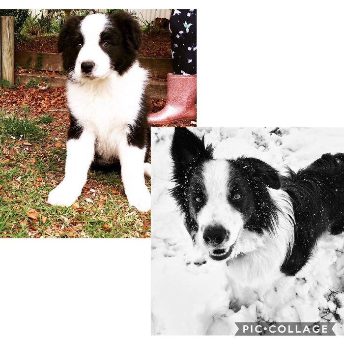 Ted Our Beautiful Border Collie. First At 10 Weeks On The Day He Arrived With Us, Then At 18 Months Playing In The Snow.