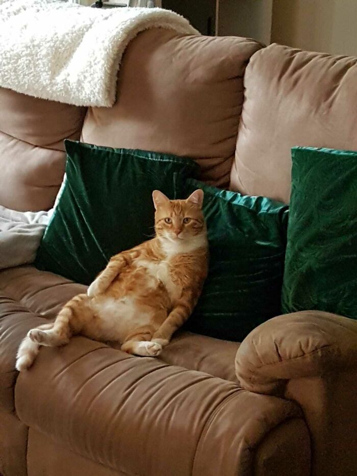 Stray’s First Day Inside!