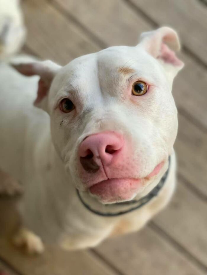 Dogs-Pretty-Eyes-Challenge-Facebook