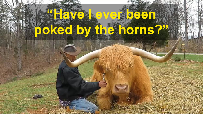 'If You're Being Poked, It's Intentional': Farmer's Video Where He Grooms A Long-Horned Scottish Highland Cow Goes Viral 'If You're Being Poked, It's Intentional': Farmer's Video Where He Grooms A Long-Horned Scottish Highland Cow Goes Viral