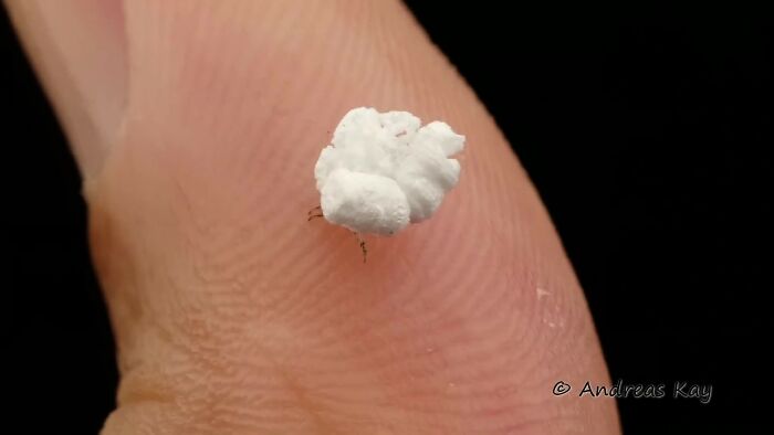 Photographer Happens Across A Bug That Looks Like A Piece Of Popcorn With Tiny Legs