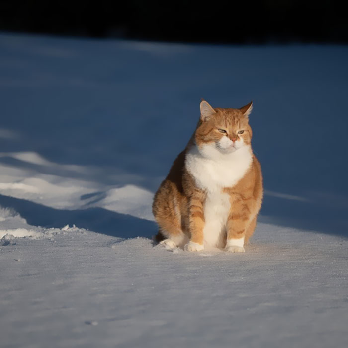 This Happy Chonk From Russia Loves Snow, And His Photos Are Adorable (27 Pics)