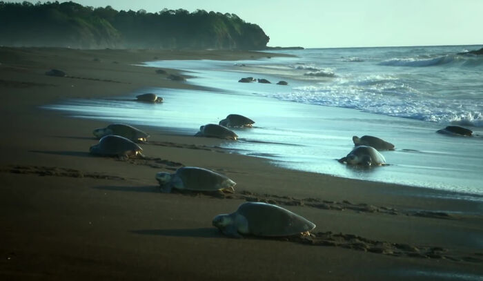 428K People Are Fascinated By This Robot Turtle Video Capturing 20,000 Turtles Laying Eggs In Costa Rica 428K People Are Fascinated By This Robot Turtle Video Capturing 20,000 Turtles Laying Eggs In Costa Rica