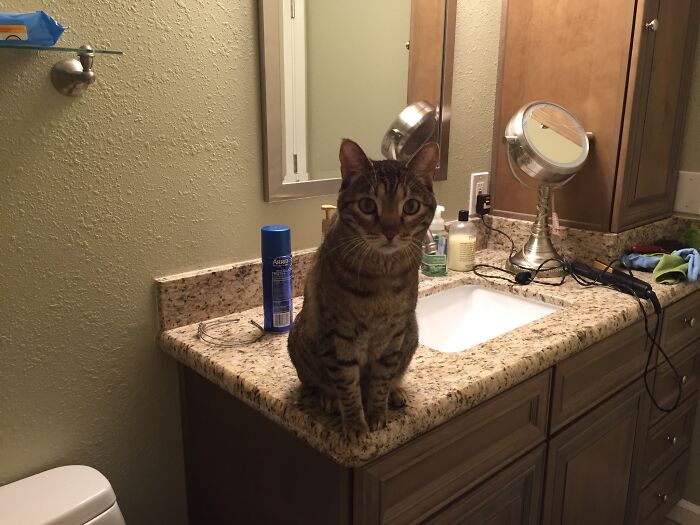 “He’ll Cry And Complain For Hours”: 18-Year-Old Cat Cries If His Sweater Is Taken Off