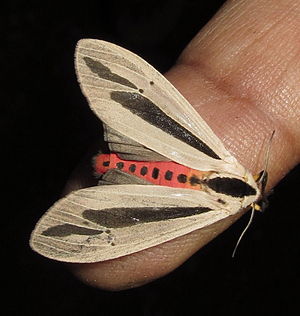 300px-Creatonotos_gangis_28717177640029.jpg