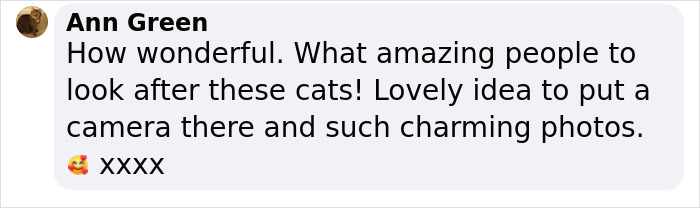 Dad Builds A Heated Cat House With Night Vision Camera To Make Sure The Stray Cats Make It Home Safely