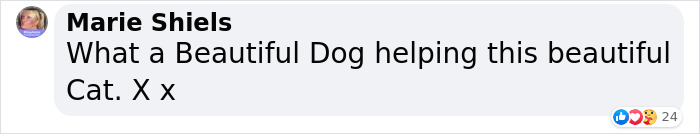 Giant Lab Befriends Distressed Siamese Kitten, Helps It Calm Down And Adapt To Its New Forever Home