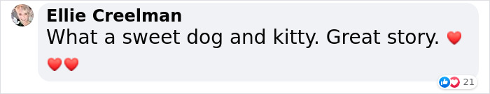 Giant Lab Befriends Distressed Siamese Kitten, Helps It Calm Down And Adapt To Its New Forever Home Giant Lab Befriends Distressed Siamese Kitten, Helps It Calm Down And Adapt To Its New Forever Home