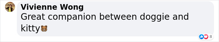 Giant Lab Befriends Distressed Siamese Kitten, Helps It Calm Down And Adapt To Its New Forever Home Giant Lab Befriends Distressed Siamese Kitten, Helps It Calm Down And Adapt To Its New Forever Home