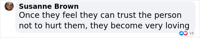 Giant Lab Befriends Distressed Siamese Kitten, Helps It Calm Down And Adapt To Its New Forever Home