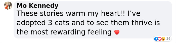 Giant Lab Befriends Distressed Siamese Kitten, Helps It Calm Down And Adapt To Its New Forever Home Giant Lab Befriends Distressed Siamese Kitten, Helps It Calm Down And Adapt To Its New Forever Home