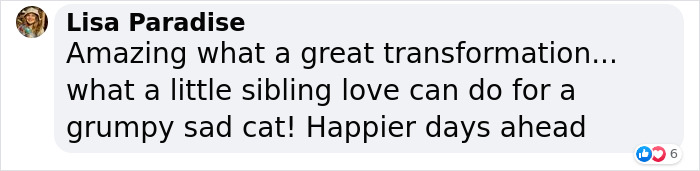 Giant Lab Befriends Distressed Siamese Kitten, Helps It Calm Down And Adapt To Its New Forever Home Giant Lab Befriends Distressed Siamese Kitten, Helps It Calm Down And Adapt To Its New Forever Home