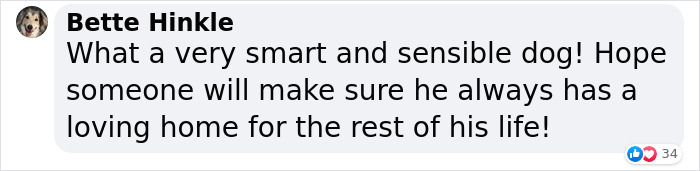 Dog Won't Stop Barking At This Stranger Who Stopped To Pet Him, Leads Him Into The Mountains To This Abandoned Baby Dog Won't Stop Barking At This Stranger Who Stopped To Pet Him, Leads Him Into The Mountains To This Abandoned Baby