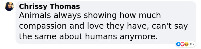 Dog Won't Stop Barking At This Stranger Who Stopped To Pet Him, Leads Him Into The Mountains To This Abandoned Baby Dog Won't Stop Barking At This Stranger Who Stopped To Pet Him, Leads Him Into The Mountains To This Abandoned Baby