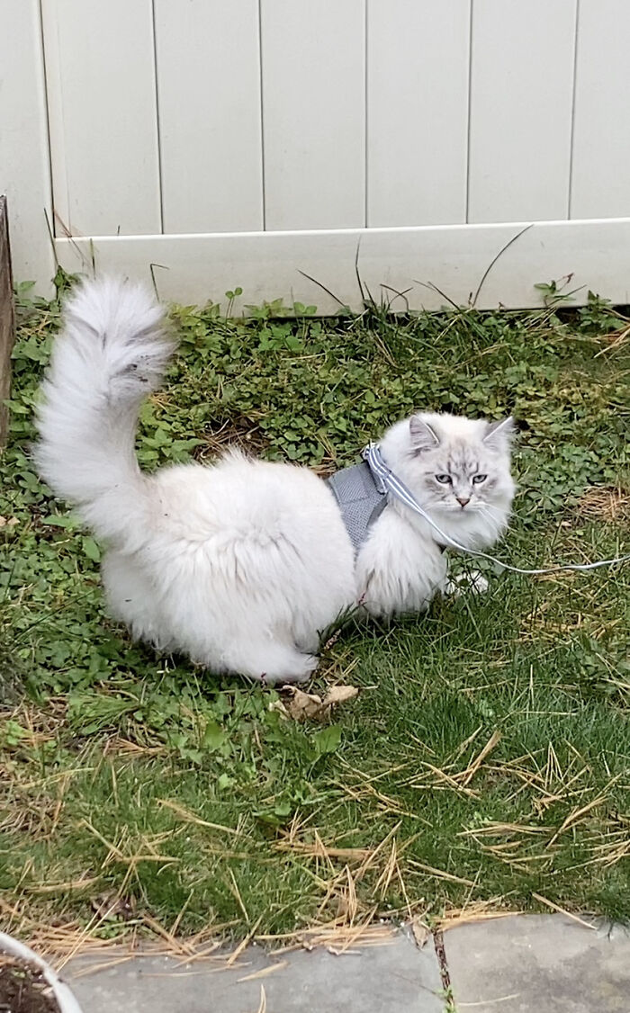 Human, There Will Be Repercussions!