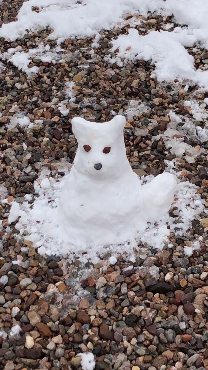 Snow Fox
