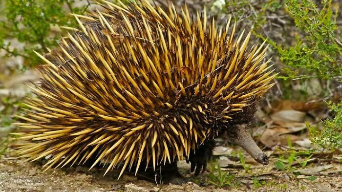 Echidna with sharp spines walking on the ground among plants showcasing unique Australian animals.