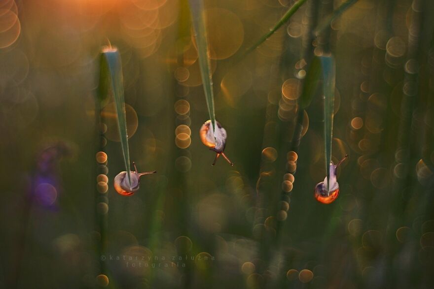 Snails In Bokeh