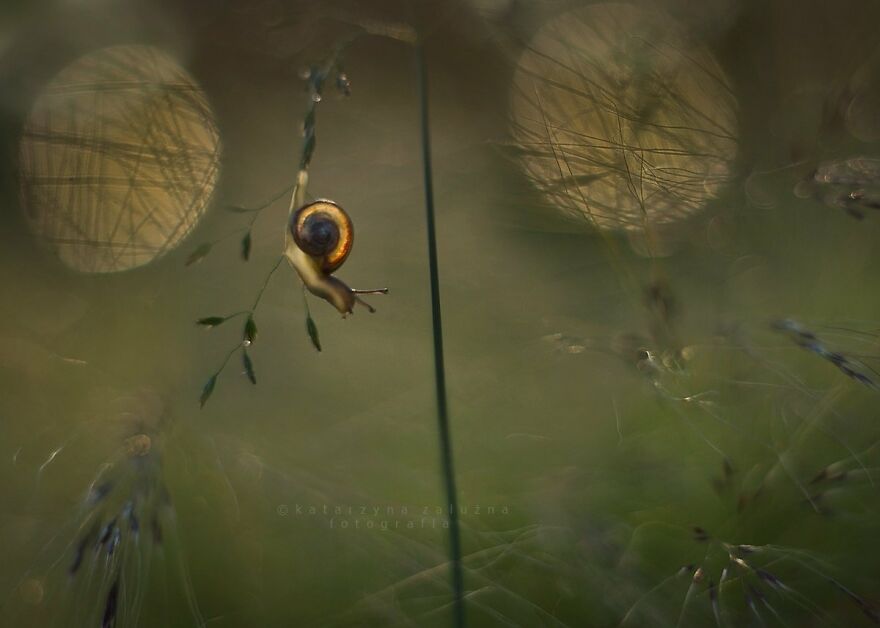 Snails In Bokeh
