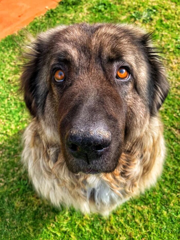 Dogs-Pretty-Eyes-Challenge-Facebook