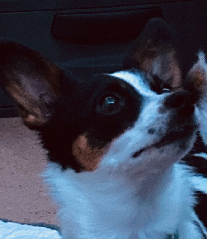 Mylo My Little Doggo