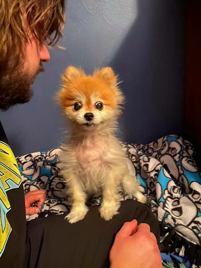 Dogs-Pretty-Eyes-Challenge-Facebook