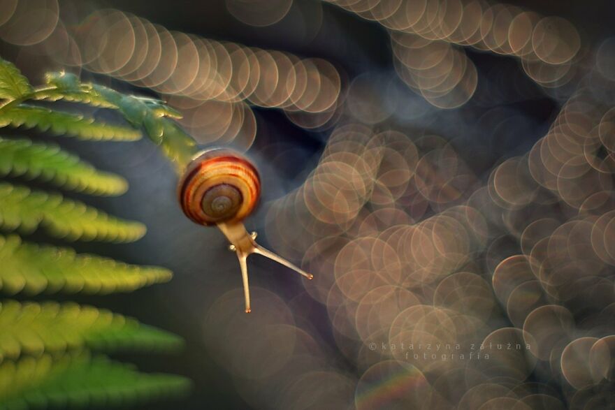 Snails In Bokeh