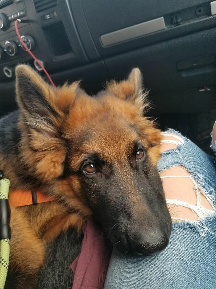 Dogs-Pretty-Eyes-Challenge-Facebook