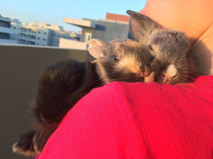 Left To Right: Pepper, Destiny, And Babycakes