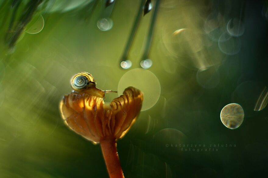 Snails In Bokeh