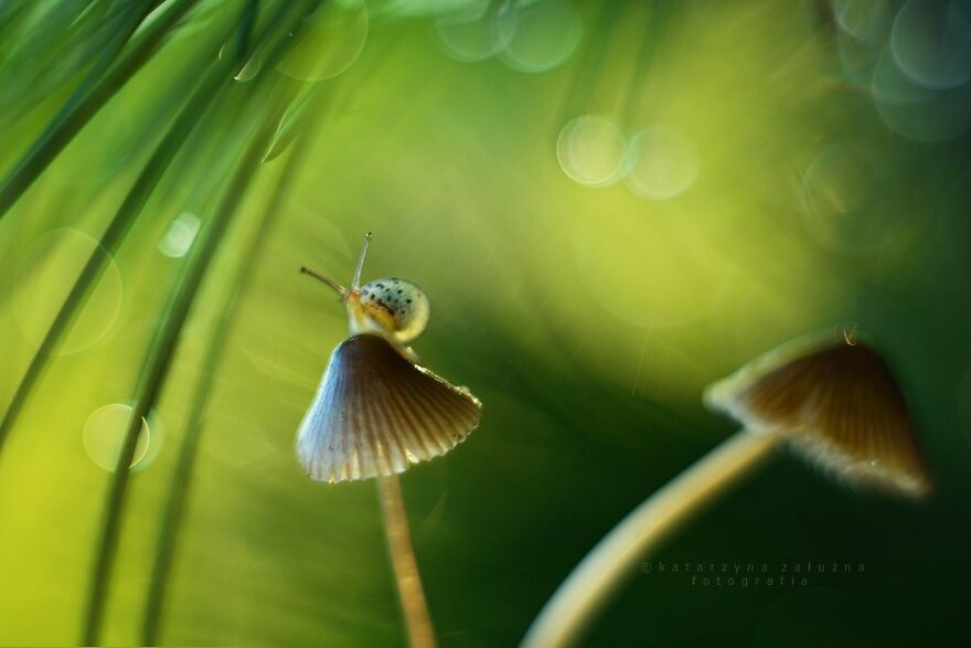 Snails In Bokeh