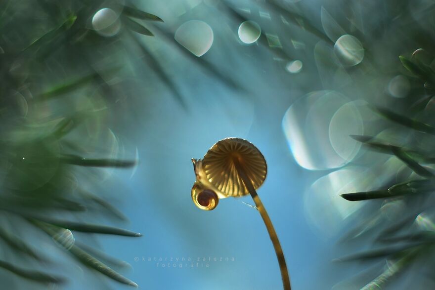 Snails In Bokeh