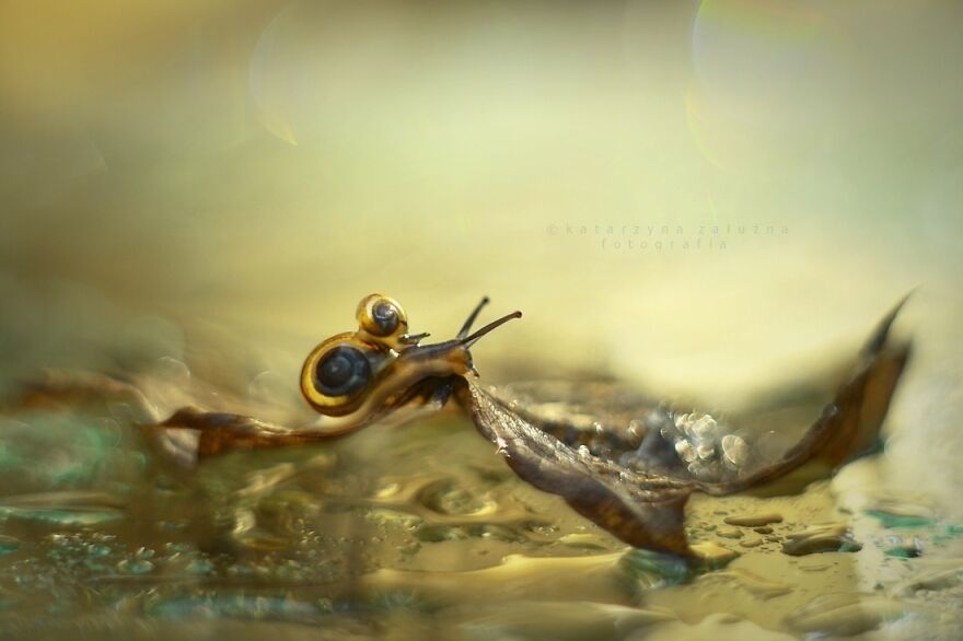 Snails In Bokeh
