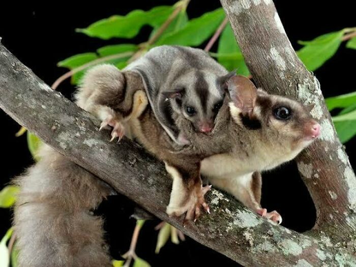 Two Australian animals perched on a tree branch showcasing adorable and unique wildlife from Australia.