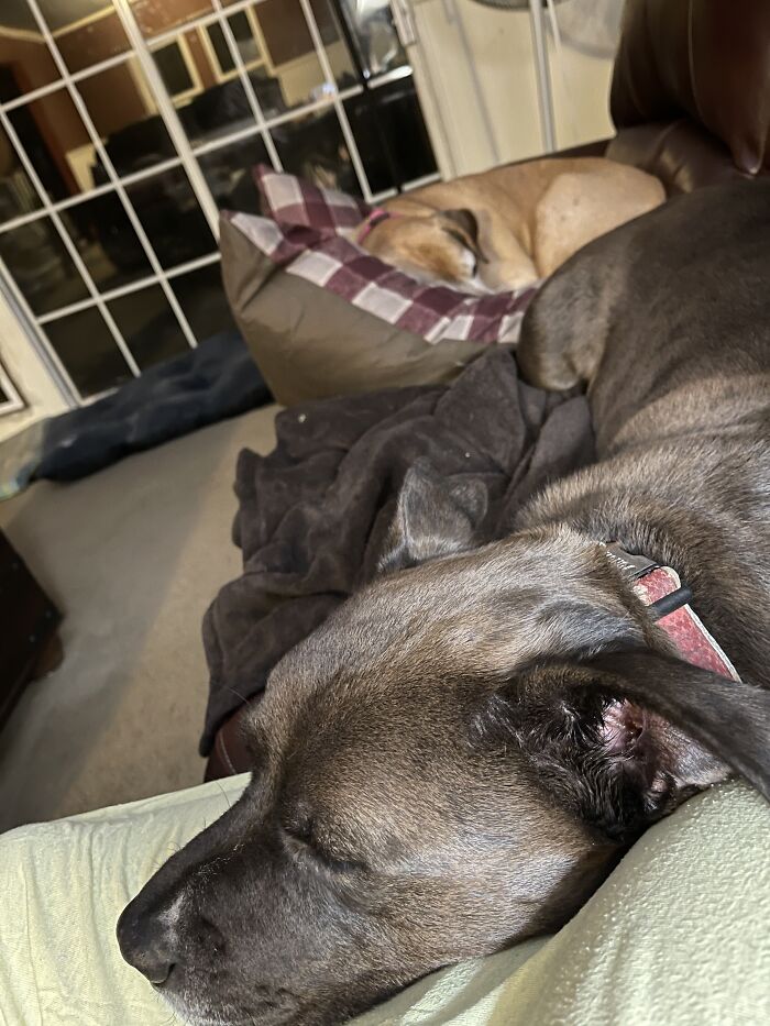 Max On My Lap, Ivy On The Bed; Both Snoring Loud Enough To Wake The Dead.