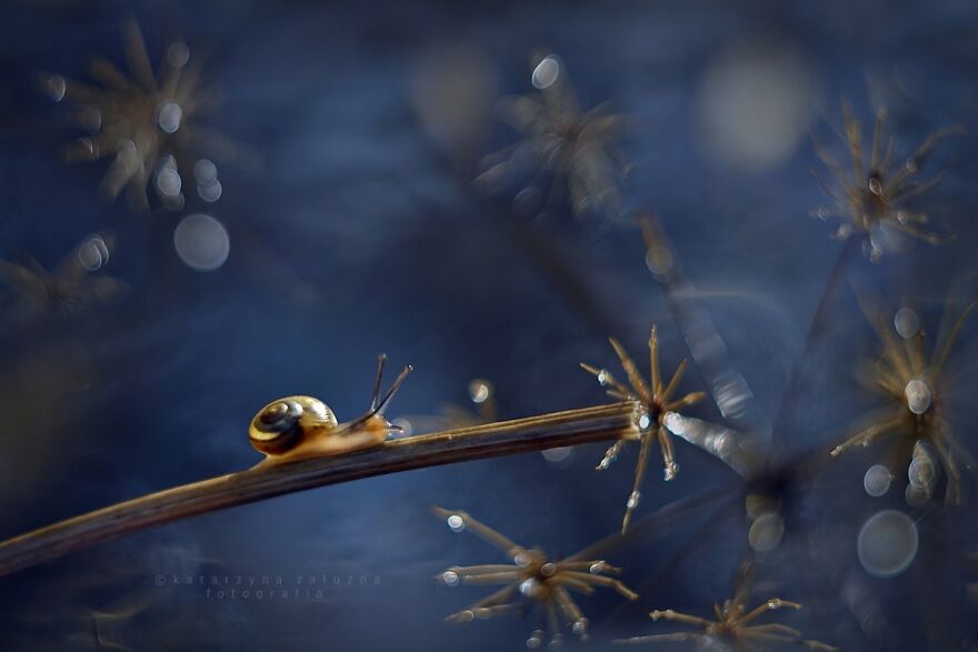Snails In Bokeh