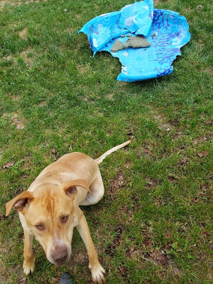 This Is Maui, He Loved His Swimming Pool The First Summer We Got It For Him... The Second Summer He Decided It Was A Chew Toy...