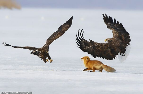 38543108-9193035-One_eagle_poises_its_talons_to_snatch_up_the_red_fox_s_dinner_as-a-52_1611757120539-601196ffb46ea.jpg